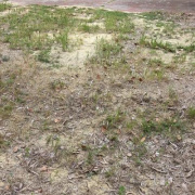 Outdoor lot parking on Cuthbert Street in Shenton Park